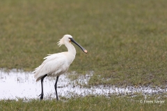 Lepelaar-08_Eurasian-Spoonbill_Platalea-leucorodia_AD9A1456