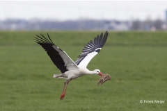 Ooievaar-01_White-Stork_Ciconia-ciconia_IMG_3496