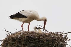 Ooievaar-03_White-Stork_Ciconia-ciconia_49C8770_1