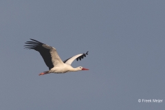 Ooievaar-04_White-Stork_Ciconia-ciconia_BZ4T3141