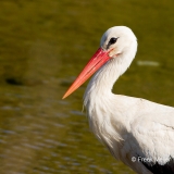 Ooievaar-05_White-Stork_Ciconia-ciconia_MG_9487