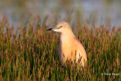 Ralreiger-01_Squacco-Heron_Ardeola-ralloides_49C3935