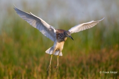 Ralreiger-02_Squacco-Heron_Ardeola-ralloides_49C3940