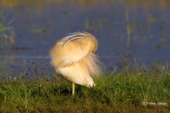 Ralreiger-04_Squacco-Heron_Ardeola-ralloides_49C4013