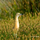 Ralreiger-05_Squacco-Heron_Ardeola-ralloides_49C4725