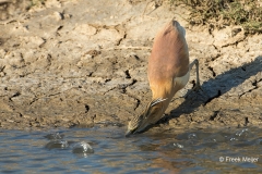 Ralreiger-06_Squacco-Heron_Ardeola-ralloides_BZ4T2353