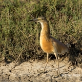 Ralreiger-07_Squacco-Heron_Ardeola-ralloides_BZ4T2371