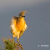 Ralreiger-08_Squacco-Heron_Ardeola-ralloides_MG_9636