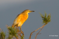 Ralreiger-09_Squacco-Heron_Ardeola-ralloides_MG_9640