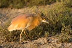 Ralreiger-10_-Squacco-Heron_Ardeola-ralloides_BZ4T3203