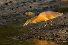 Ralreiger-11_Squacco-Heron_Ardeola-ralloides_BZ4T3196