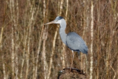 Blauwe-Reiger-10_Grey-Heron_P5A5175