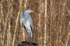 Blauwe-Reiger-11_Grey-Heron_P5A5208