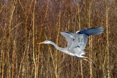 Blauwe-Reiger-12_Grey-Heron_P5A5227