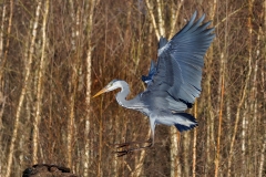 Blauwe-Reiger-13_Grey-Heron_P5A5236