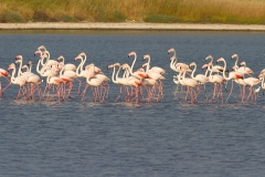 Flamingo-01_Greater-Flamingo_Phoenicopterus-roseus_MG_9544
