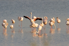 Flamingo-03_Greater-Flamingo_Phoenicopterus-roseus_MG_9613