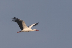 Ooievaar-04_White-Stork_Ciconia-ciconia_BZ4T3141