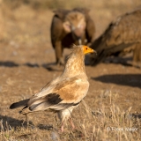 Aasgier-04_-Egyptian-Vulture_-Neophron-percnopteru_P5A1704