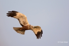 Bruine-Kiekendief-05_Western-Marsh-Harrier_Circus-aeruginosus_11I8163