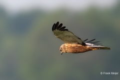 Bruine-Kiekendief-07_Western-Marsh-Harrier_Circus-aeruginosus_11I8287