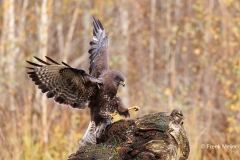 Buizerd-51_Common-Buzzard_Buteo-buteo_E8A2595