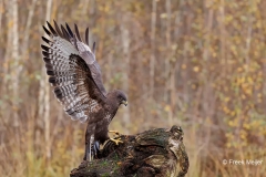 Buizerd-52_Common-Buzzard_Buteo-buteo_E8A2596