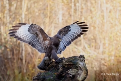 Buizerd-53_Common-Buzzard_Buteo-buteo_E8A2635