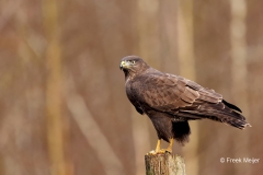 Buizerd-54_Common-Buzzard_Buteo-buteo_D9A5364