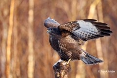 Buizerd-55_Common-Buzzard_Buteo-buteo_D9A5704