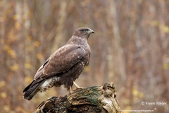 Buizerd-56_Common-Buzzard_Buteo-buteo_E8A2683