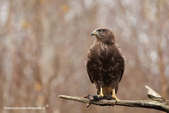 Buizerd-57_Common-Buzzard_Buteo-buteo_E8A2694