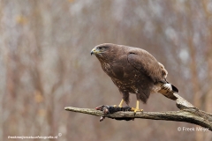 Buizerd-58_Common-Buzzard_Buteo-buteo_E8A2697