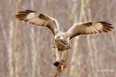 Buizerd-59_Common-Buzzard_Buteo-buteo_D9A5828