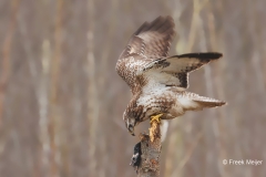 Buizerd-60_Common-Buzzard_Buteo-buteo_D9A5884