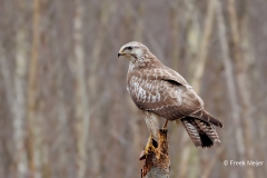 Buizerd-61_Common-Buzzard_Buteo-buteo_D9A5943