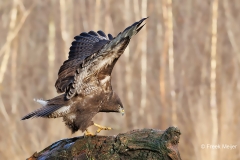 Buizerd-62_Common-Buzzard_Buteo-buteo_D9A6152