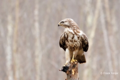 Buizerd-63_Common-Buzzard_Buteo-buteo_D9A5839