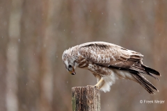 Buizerd-64_Common-Buzzard_Buteo-buteo_E8A4746