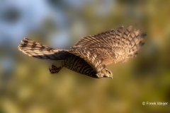 Buizerd-65_Common-Buzzard_Buteo-buteo_P5A5671