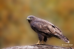 Buizerd-66_Common-Buzzard_Buteo-buteo_P5A6130