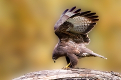 Buizerd-67_Common-Buzzard_Buteo-buteo_P5A6133