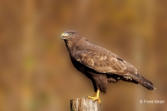 Buizerd-68_Common-Buzzard_Buteo-buteo_P5A6182