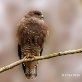 Buizerd-69_Common-Buzzard_Buteo-buteo_P5A7955