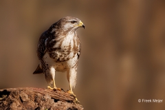 Buizerd-70_Common-Buzzard_Buteo-buteo_P5A8881