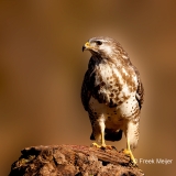 Buizerd-71_Common-Buzzard_Buteo-buteo_P5A8882