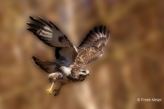 Buizerd-72_Common-Buzzard_Buteo-buteo_P5A8909