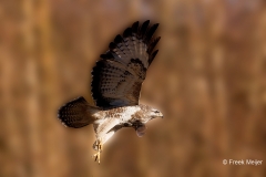 Buizerd-73_Common-Buzzard_Buteo-buteo_P5A8917