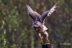 Buizerd-74_Common-Buzzard_Buteo-buteo_P5A0348