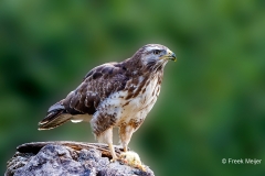 Buizerd-75_Common-Buzzard_Buteo-buteo_P5A3119